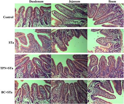 Protective effects of α-terpineol and Bacillus coagulans on intestinal function in weaned piglets infected with a recombinant Escherichia coli expressing heat-stable enterotoxin STa